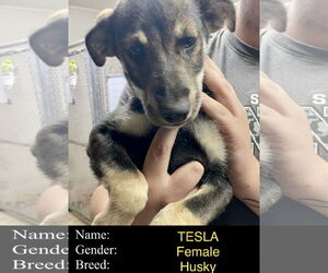 Siberian Husky-Unknown Mix Dogs for adoption in Cedar Crest, NM, USA