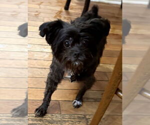 Poodle (Miniature)-Unknown Mix Dogs for adoption in Mundelein, IL, USA