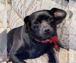 Chiweenie Dogs for adoption in San Diego, CA, USA