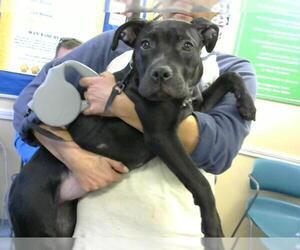 Labrador Retriever Dogs for adoption in Louisville, KY, USA