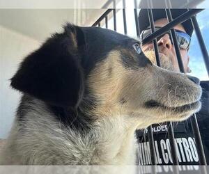 Border Collie-Unknown Mix Dogs for adoption in Houston, TX, USA