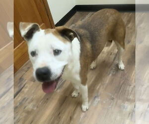 Bulldog-Labrador Retriever Mix Dogs for adoption in Tarrytown, GA, USA