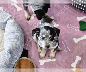 Mutt Dogs for adoption in Williamsburg, NM, USA