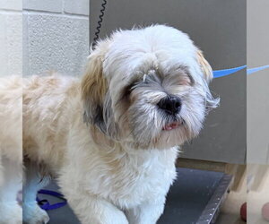 Lhasa Apso-Unknown Mix Dogs for adoption in Canton, CT, USA