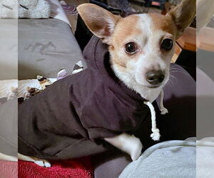 Rat-Cha Dogs for adoption in Atlanta, GA, USA