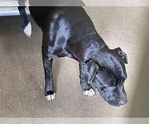 American Pit Bull Terrier-Unknown Mix Dogs for adoption in Waco, TX, USA