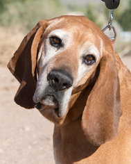 Bloodhound Dogs for adoption in Corrales, NM, USA