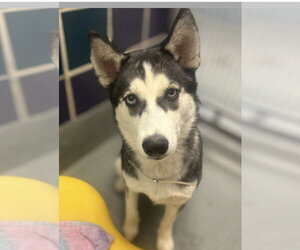 Siberian Husky Dogs for adoption in Carrollton, TX, USA