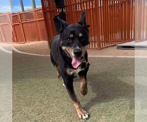 Labrador Retriever-Unknown Mix Dogs for adoption in Las Vegas, NV, USA