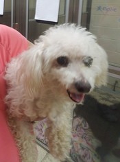 Poodle (Miniature) Dogs for adoption in Spring, TX, USA