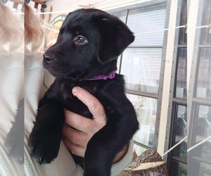 Aussiedor Dogs for adoption in Roxboro, NC, USA