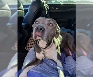 American Pit Bull Terrier Dogs for adoption in Ocala, FL, USA