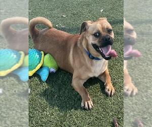 Pug-Unknown Mix Dogs for adoption in Pearland, TX, USA