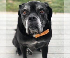 Mutt Dogs for adoption in Rockville, MD, USA
