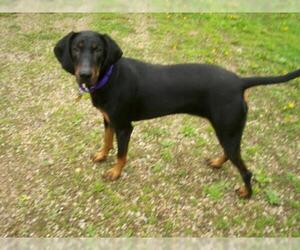Black and Tan Coonhound-Unknown Mix Dogs for adoption in Baraboo, WI, USA
