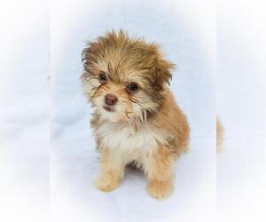 Chiranian Dogs for adoption in McDonough, GA, USA