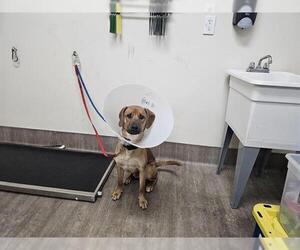 Black Mouth Cur-Unknown Mix Dogs for adoption in Pasadena, CA, USA