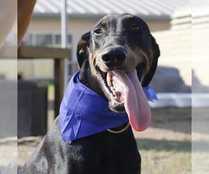 Doberman Pinscher Dogs for adoption in San Antonio, TX, USA