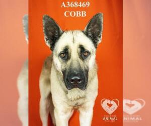 German Shepherd Dog Dogs for adoption in Stockton, CA, USA