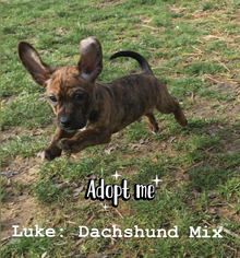 Bo-Dach Dogs for adoption in Nashville, TN, USA