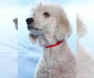 Maltipoo Dogs for adoption in Burbank, CA, USA