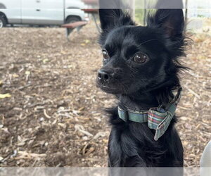 Chihuahua Dogs for adoption in Fremont, CA, USA