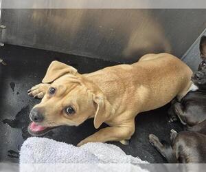Chihuahua Dogs for adoption in San Antonio, TX, USA