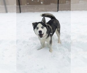 Small Alaskan Malamute-Huskies  Mix