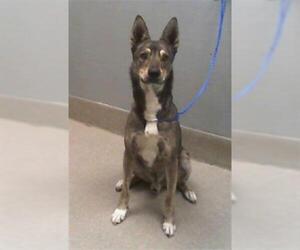 Siberian Husky-Unknown Mix Dogs for adoption in Las Vegas, NV, USA