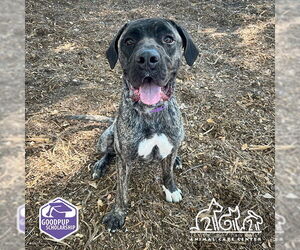 Great Dane Dogs for adoption in Irvine, CA, USA