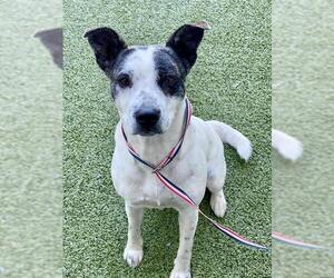 Labrador Retriever-Unknown Mix Dogs for adoption in Fayetteville, NC, USA