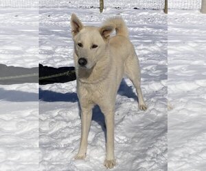 German Shepherd Dog-Huskies  Mix Dogs for adoption in Unionville, PA, USA