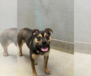 Mutt Dogs for adoption in Las Vegas, NV, USA