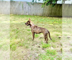 Chihuahua-Unknown Mix Dogs for adoption in Virginia Beach, VA, USA