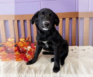 Great Dane-Labrador Retriever Mix Dogs for adoption in Genesee, WI, USA