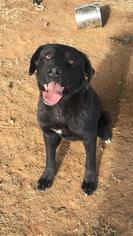 Shepradors Dogs for adoption in Danbury, CT, USA