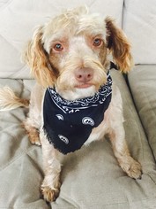 Mutt Dogs for adoption in Wagoner, OK, USA