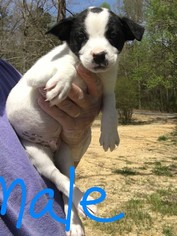 Medium Photo #1 Jack Russell Terrier-Unknown Mix Puppy For Sale in Newark, DE, USA