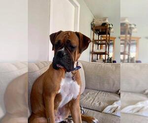 Boxer Dogs for adoption in Germantown, OH, USA