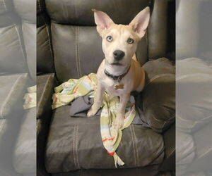 American Pit Bull Terrier-Unknown Mix Dogs for adoption in Sandy, UT, USA