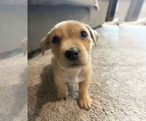 Mutt Dogs for adoption in Mount Pleasant, SC, USA