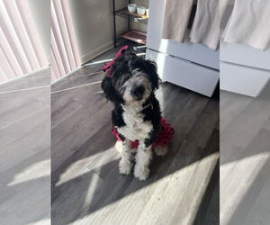 Bernedoodle Dogs for adoption in Lancaster, PA, USA