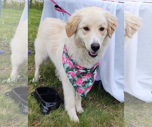 Border Collie-Great Pyrenees Mix Dogs for adoption in Croydon, NH, USA