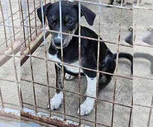 Feist Terrier-Unknown Mix Dogs for adoption in Wakefield, RI, USA