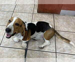 Basset Hound Dogs for adoption in Hesperia, CA, USA