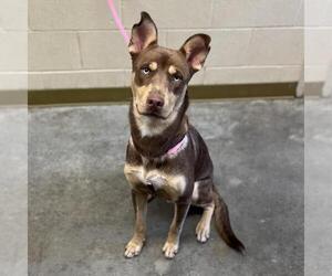 Siberian Husky-Unknown Mix Dogs for adoption in Texas City, TX, USA