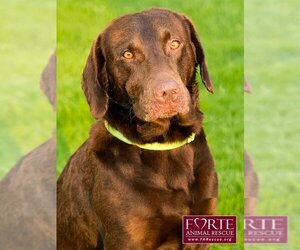 Labrador Retriever Dogs for adoption in Marina del Rey, CA, USA