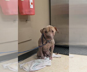 Mutt Dogs for adoption in Conroe, TX, USA