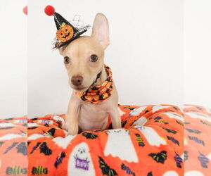 Chihuahua-Unknown Mix Dogs for adoption in phoenix, AZ, USA
