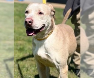 Labrador Retriever-Unknown Mix Dogs for adoption in Westwood, NJ, USA